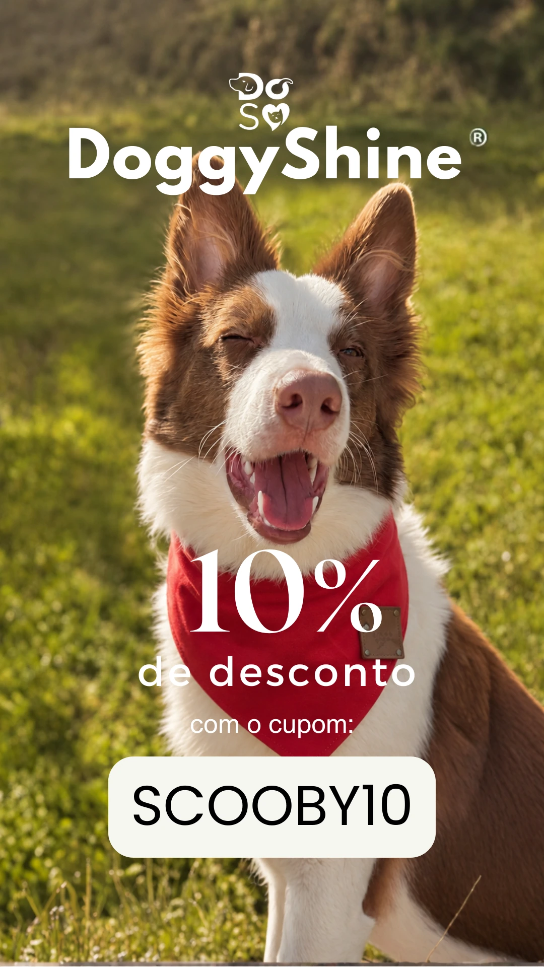 Arte enviada para a DoggyShine com Scooby usando bandana vermelha e o cupom SCOOBY10