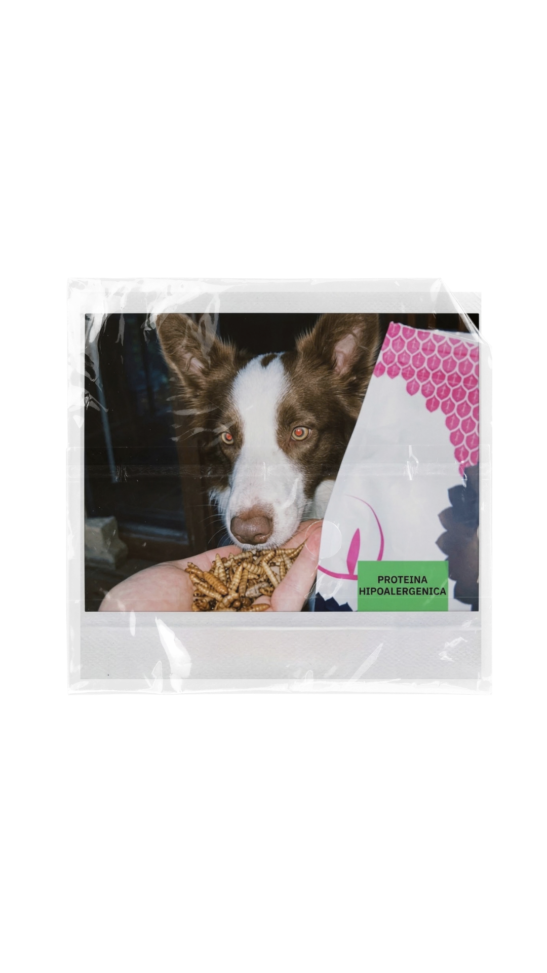 Scooby observa petiscos ao lado de uma embalagem Comida de Dragão em uma foto Polaroid