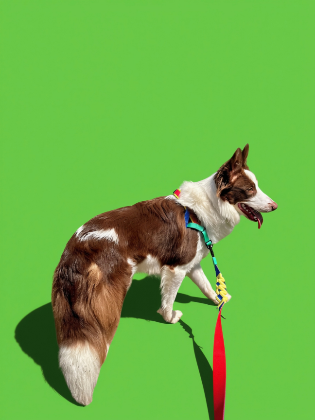 Scooby passeia diante de um fundo verde